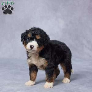 Juls, Mini Bernedoodle Puppy